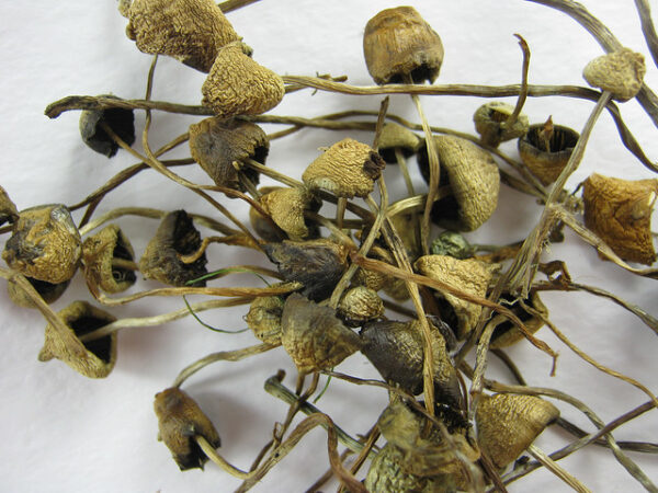 Liberty Caps for sale