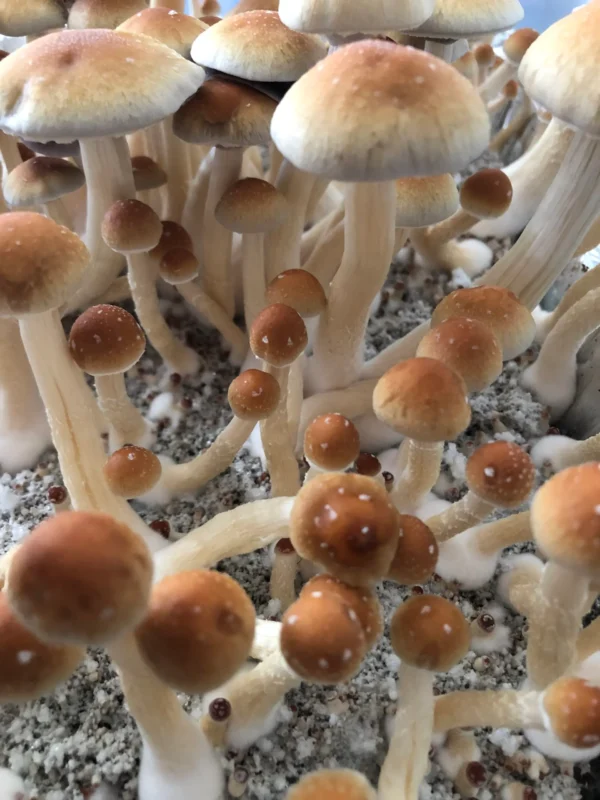 Blue Meanie Magic Mushrooms